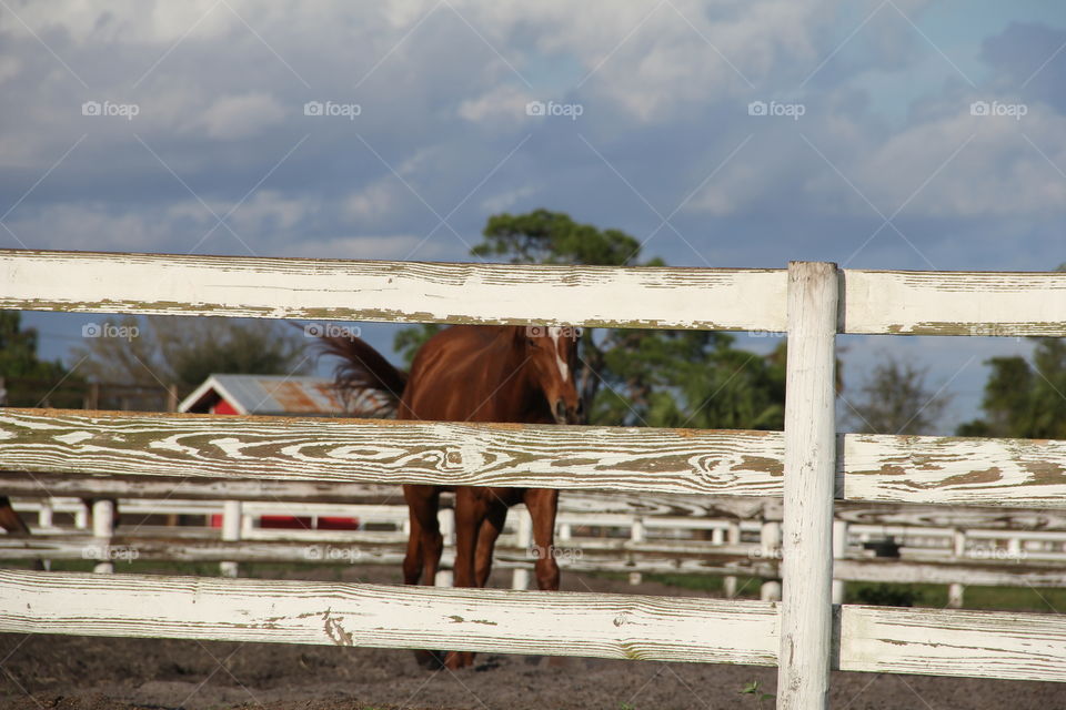 horse in paddock on farm