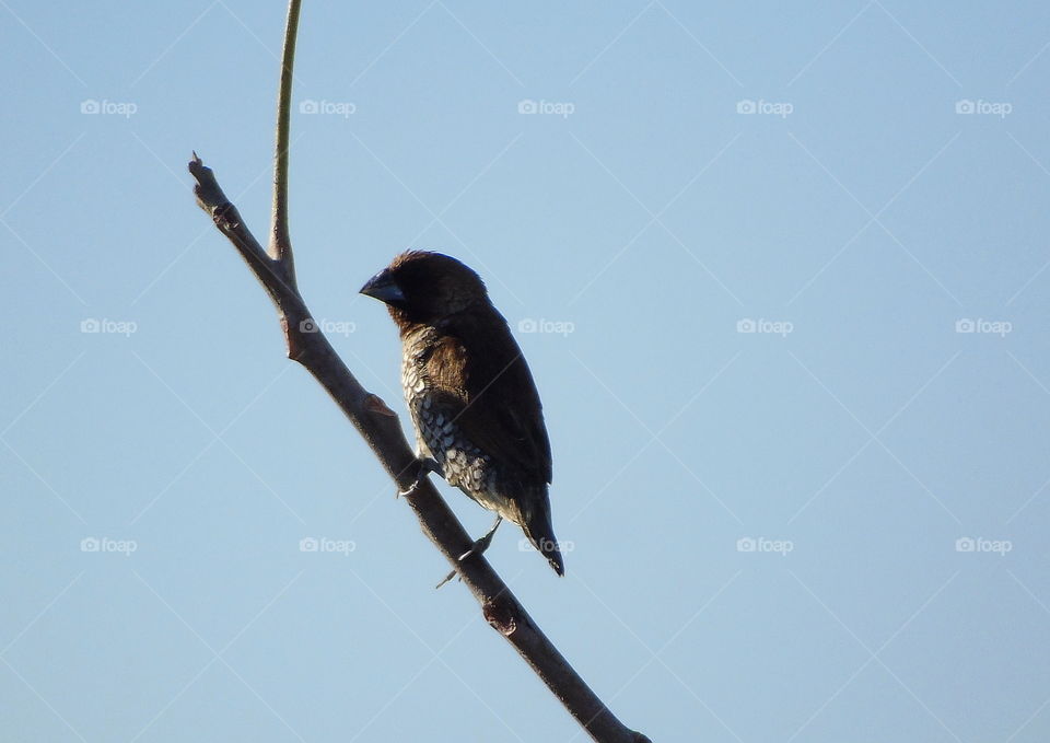 Scally breasted munia. Spotted black at the abdominal of its may get to be the crazy one character of. Solitery watched to keep distance with the large one community of that.