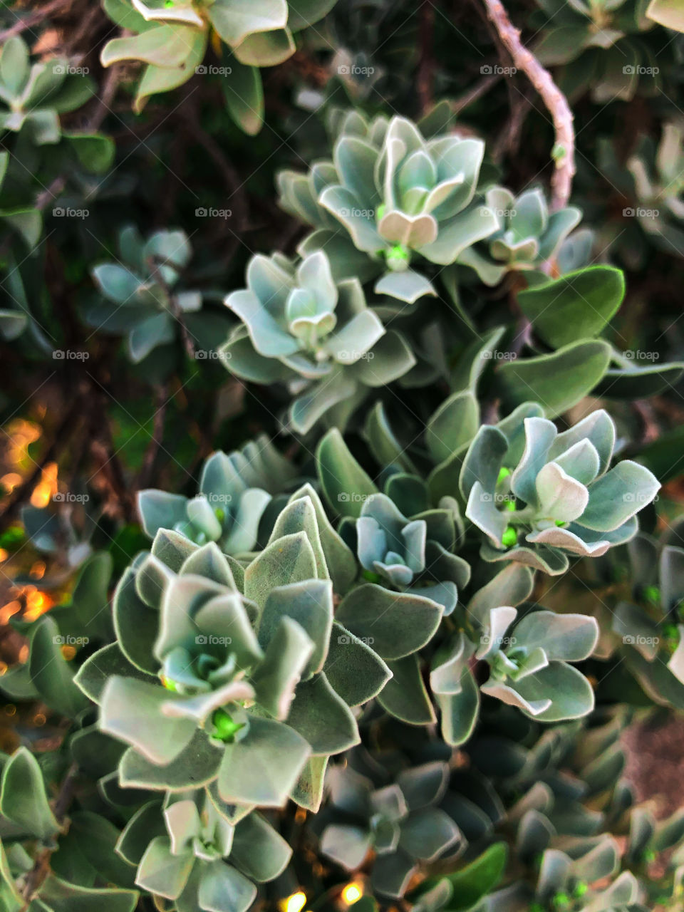 Green succulents 
