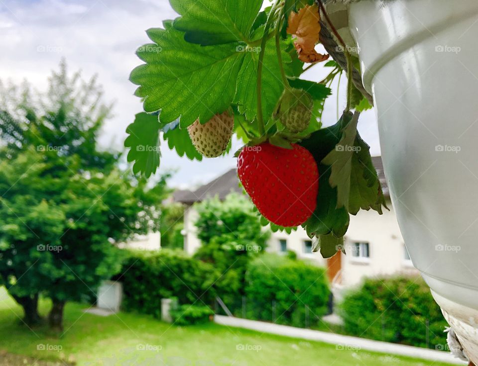 Red Strawberry on the balcony