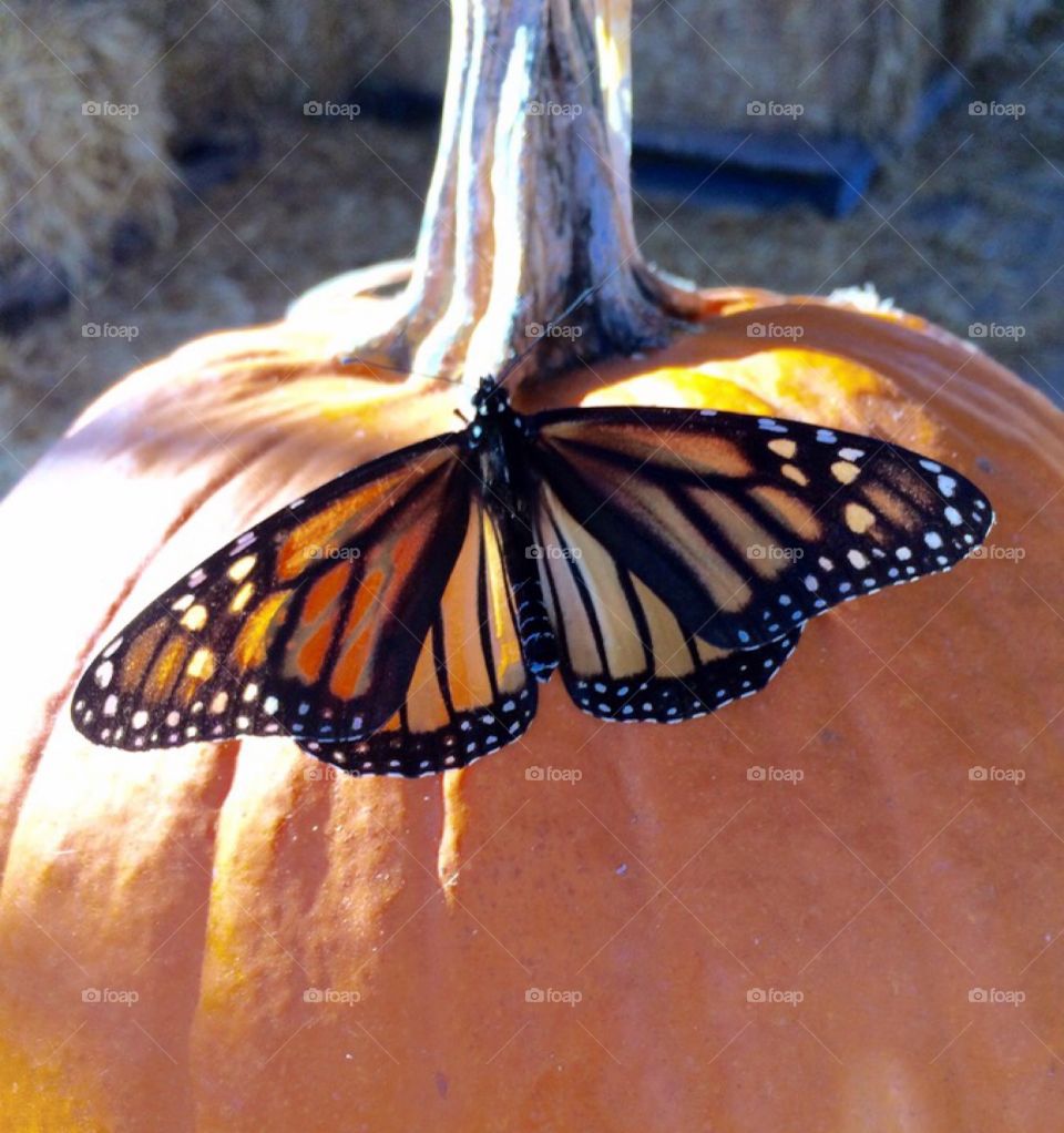 Butterfly & Pumpkin 