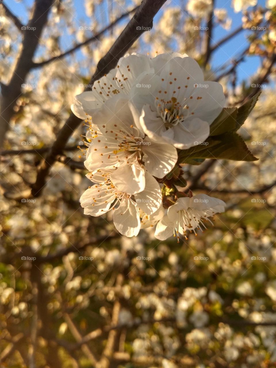 Editor's Choice - Photo of the Week.