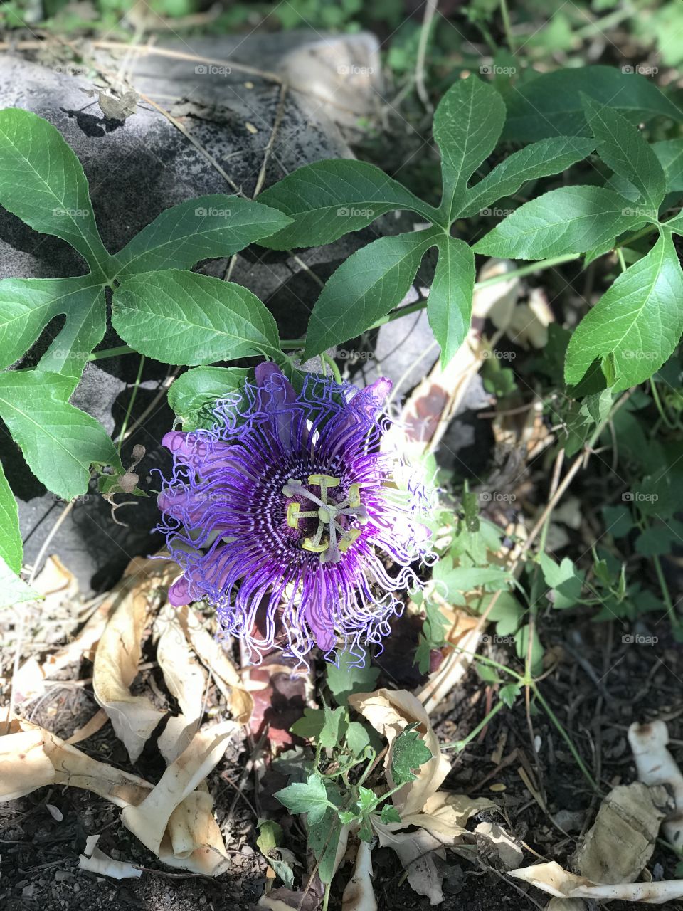Beautiful purple desert flower in Arizona 