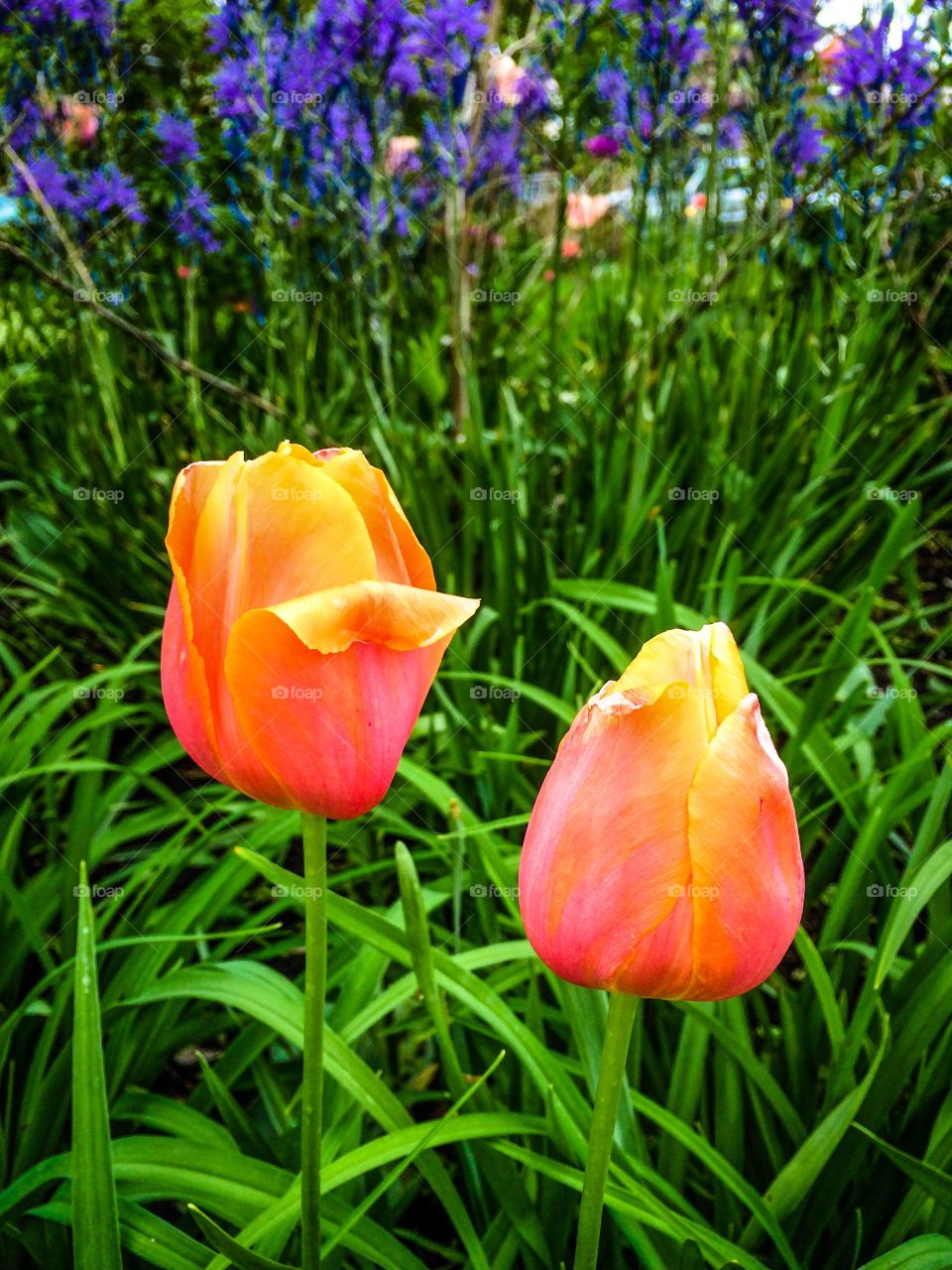 Two Tulips. Spring is in full swing. 