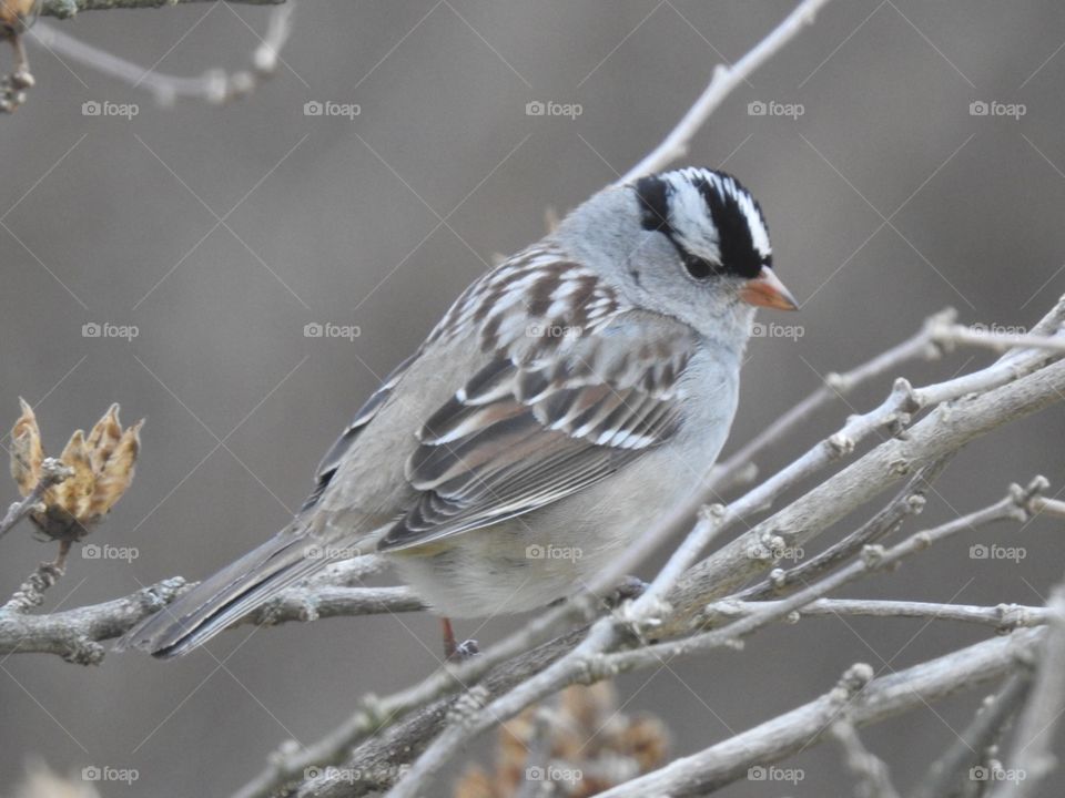 Sparrow in Winter 