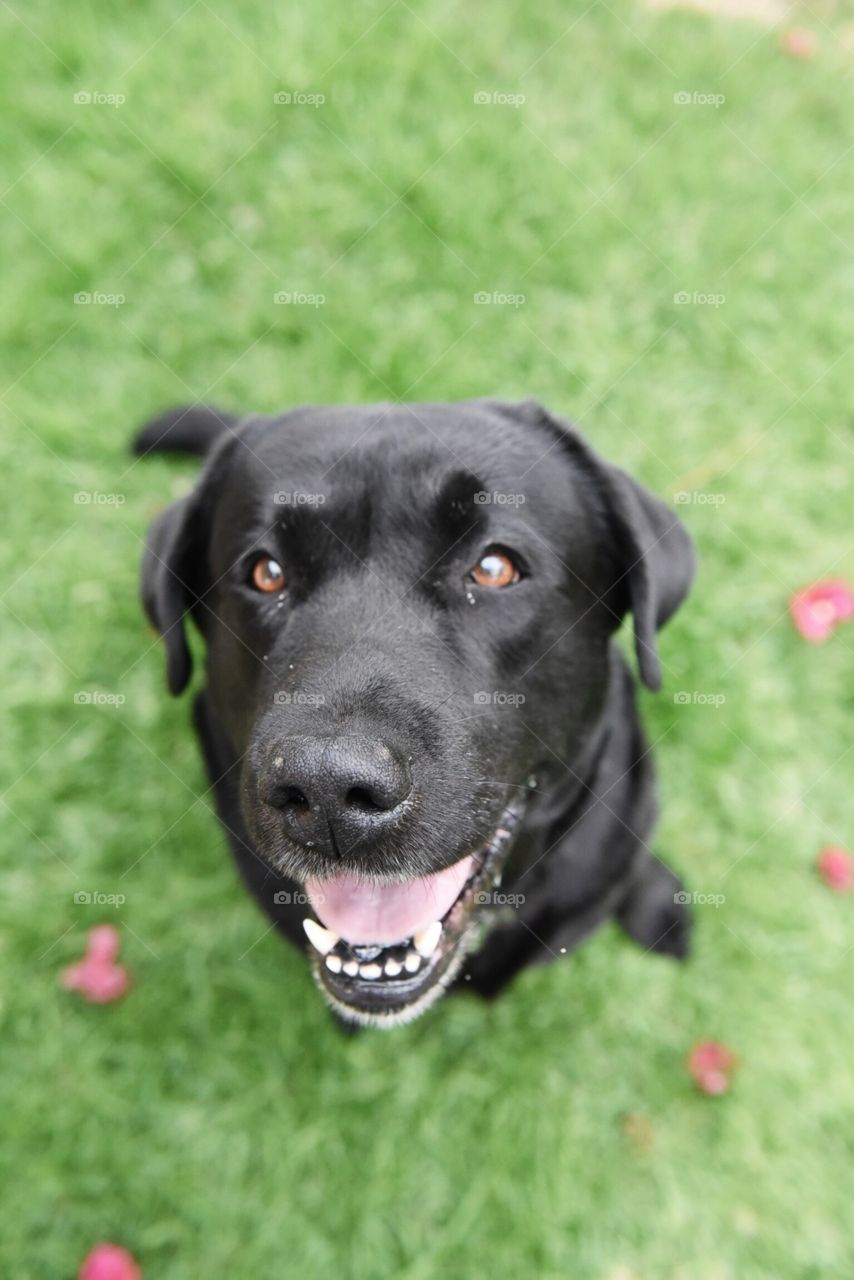 Labrador waiting for a treat