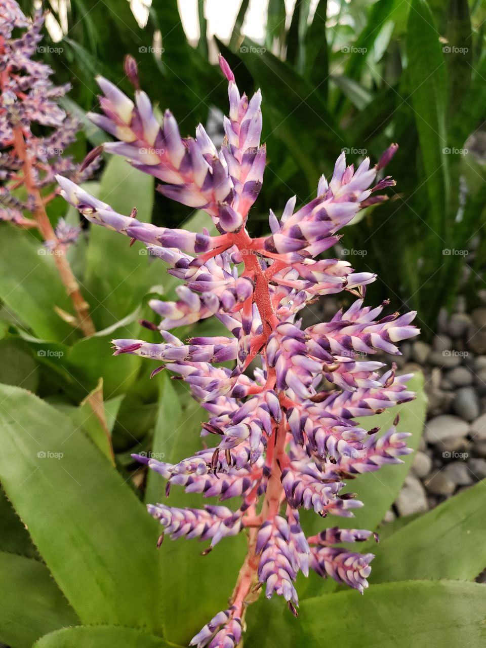 tropical purple flowers