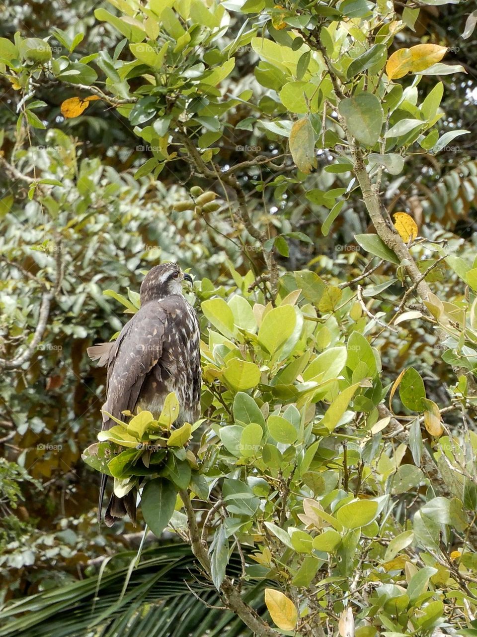 Hawk in Panama