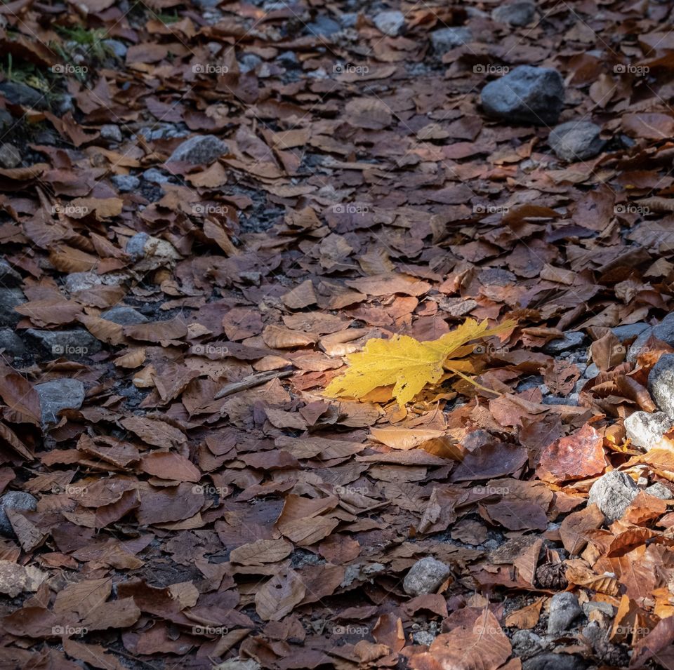 Sun light beam shade on Yellow leaf 