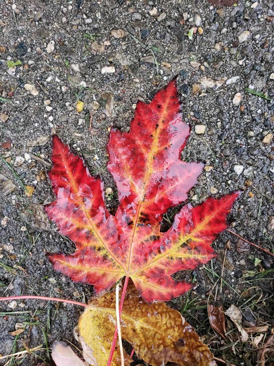pretty leaf