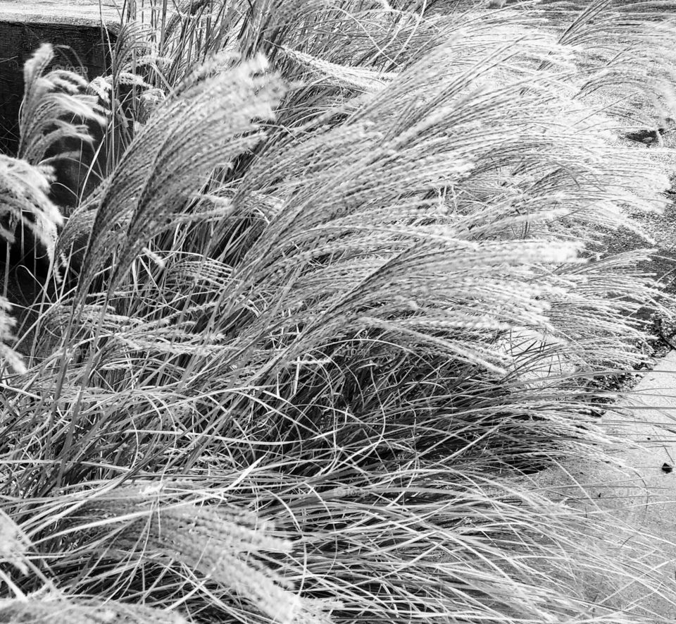 The Answer is Blowing in the Wind