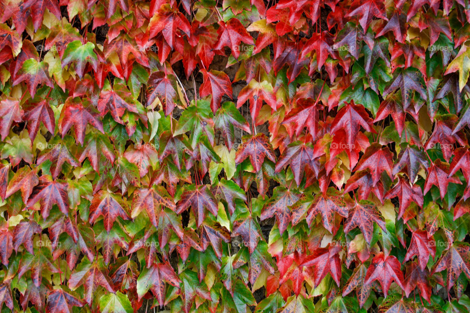 multicolore tree leafs 