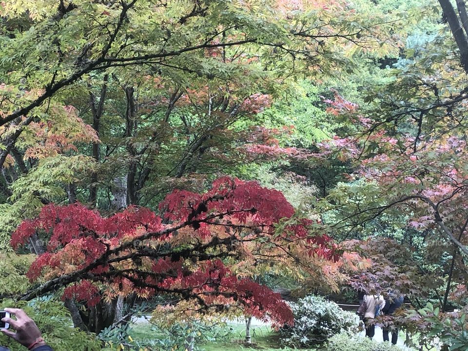 Japanese Garden and Arboretum of Seattle displaying beautiful shades of yellow, red, orange and green fall colors 