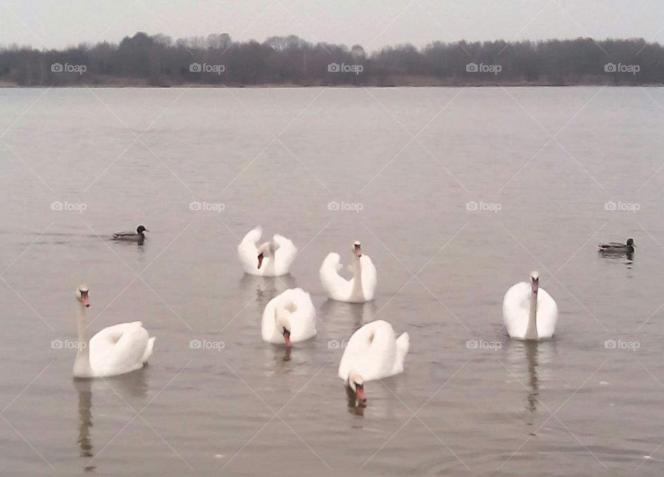 Swan, Water, Bird, Lake, No Person