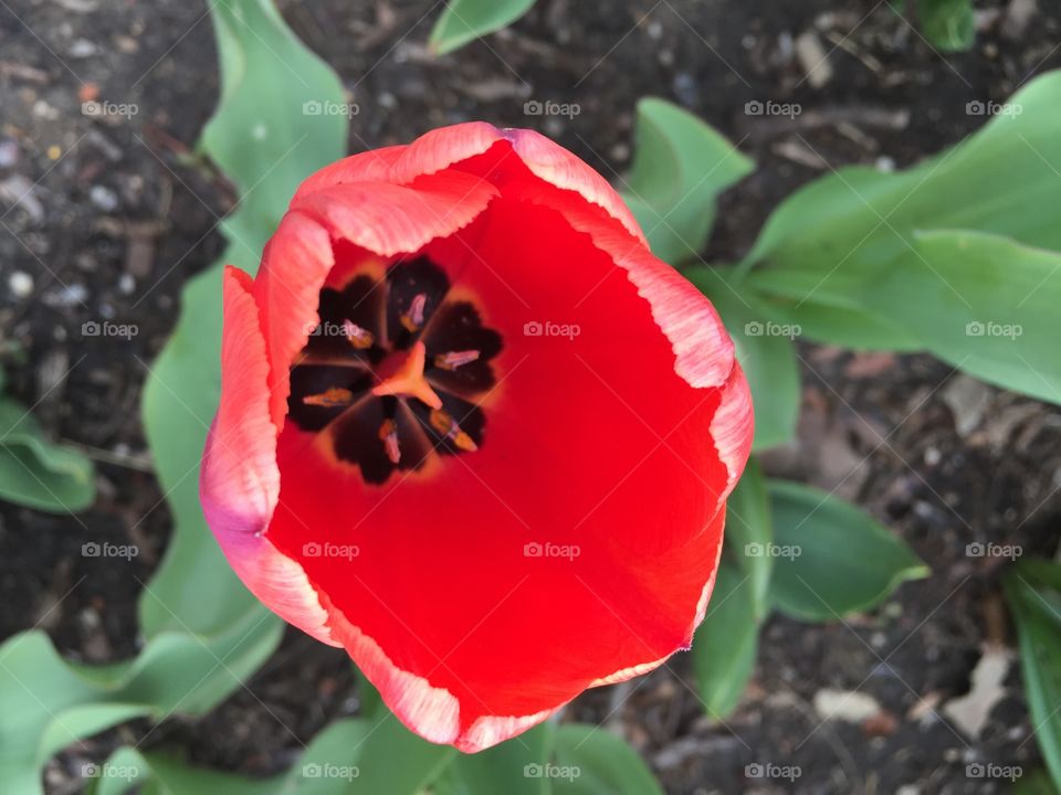 Tulip