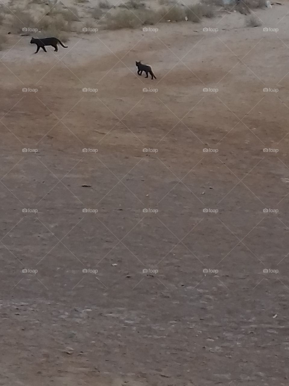 black desert cats