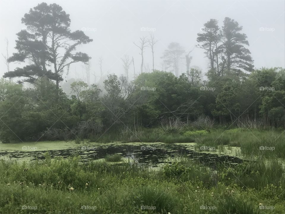 Eerie swamp 