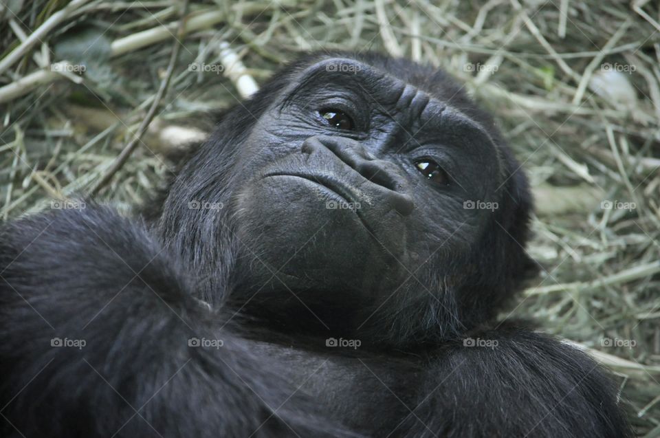 Gorilla