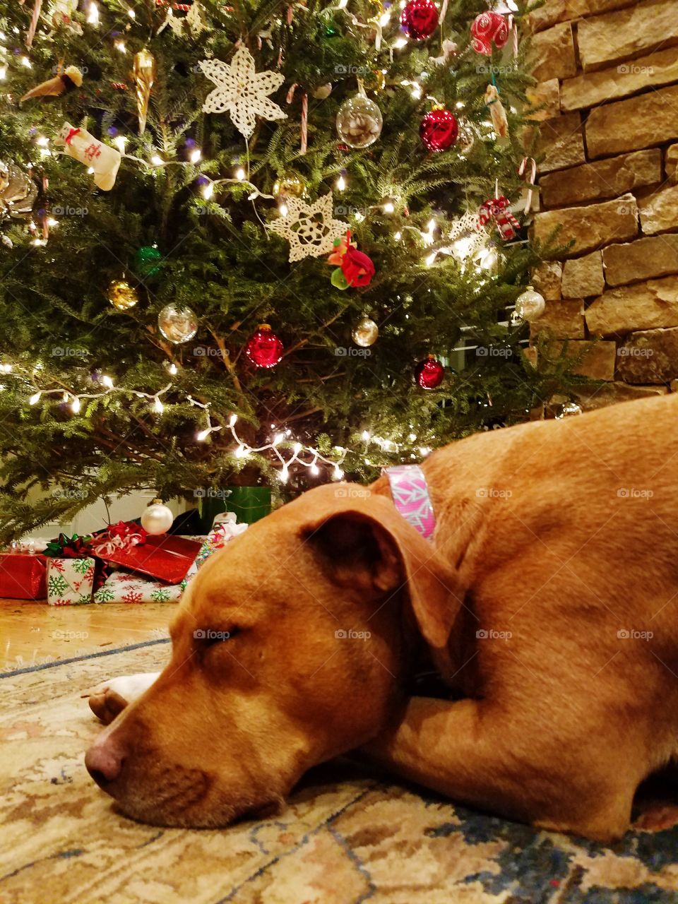 Christmas dreaming