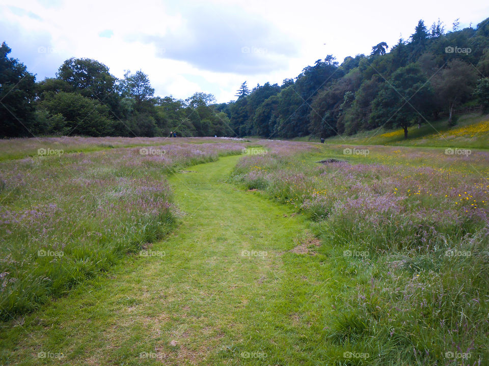 A path in a park