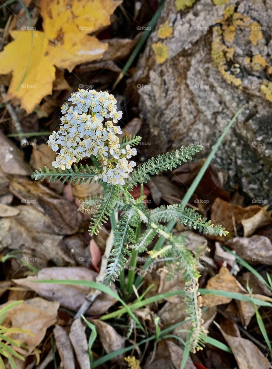 yarrow blooming in the fall against the background of wilted fallen leaves