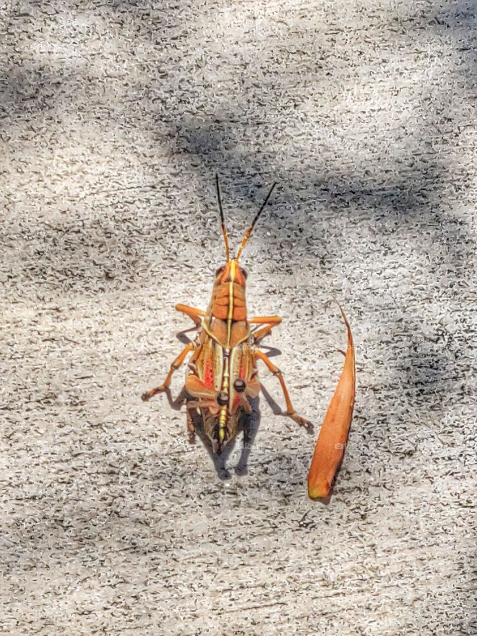 Eastern Lubber Grasshopper
