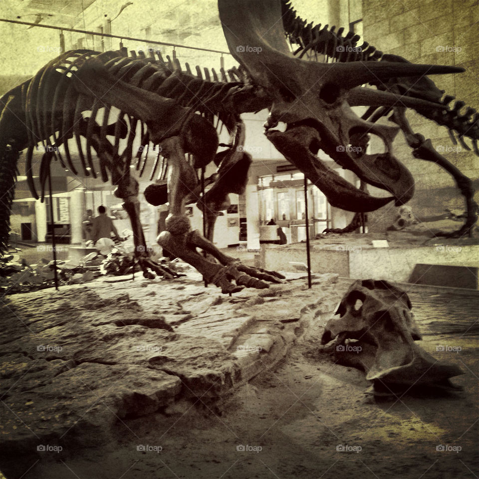 cool rocks dinosaur amazing by stykellee