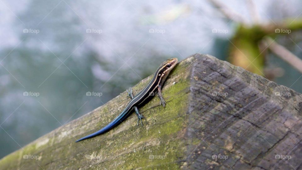 Blue Skink Lizard