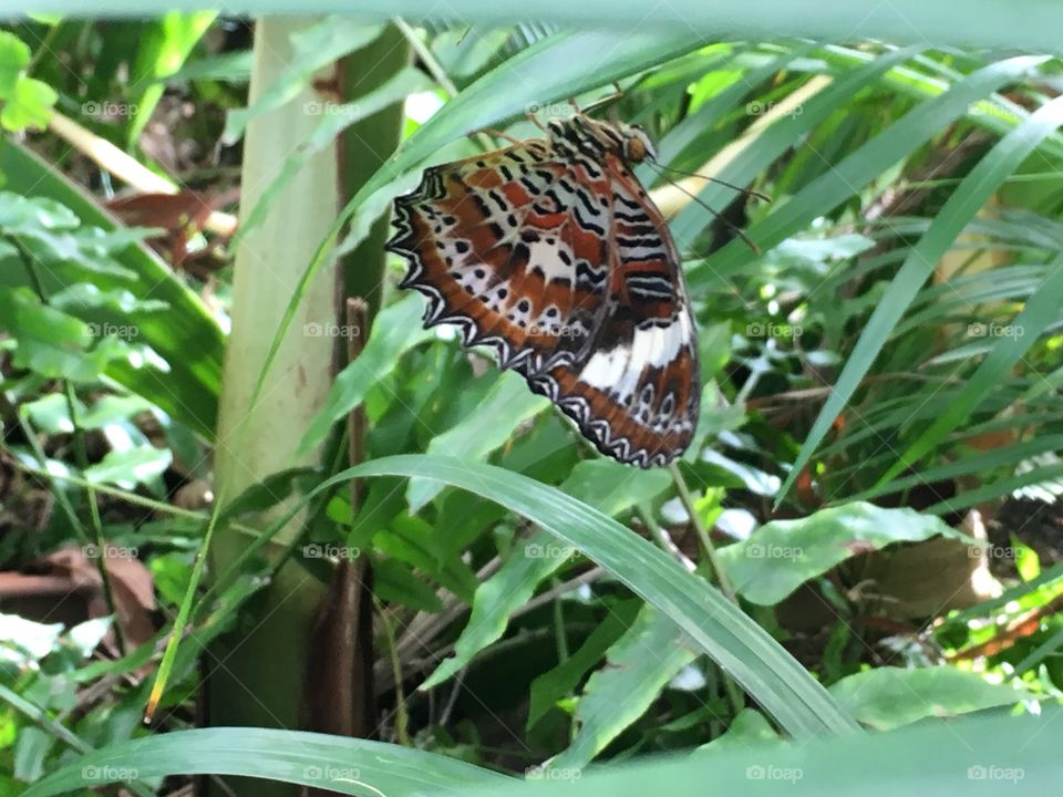 Butterfly hanging upside down 