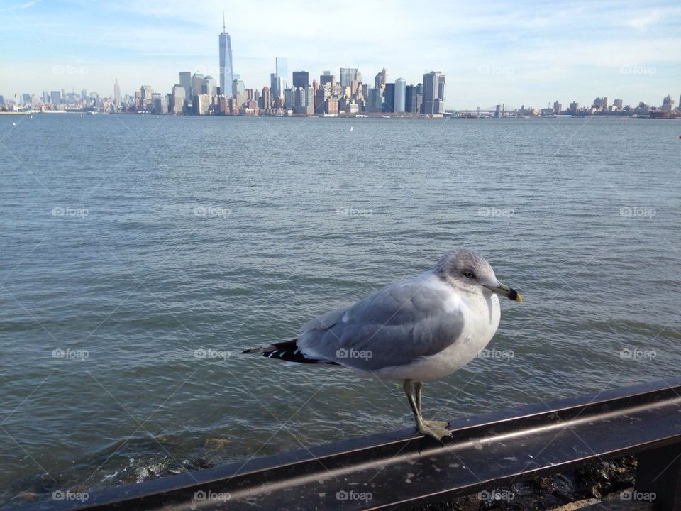 Bird on Manhattan