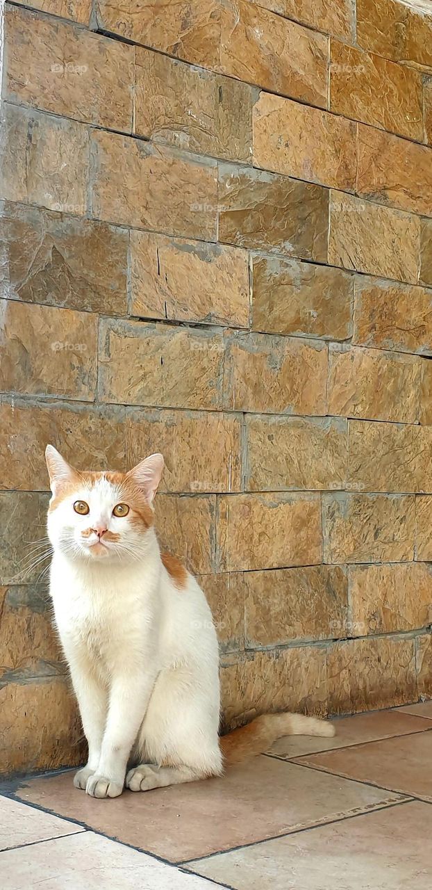 beautiful cat with intense yellow eyes of white color, delicate fur and funny whiskers