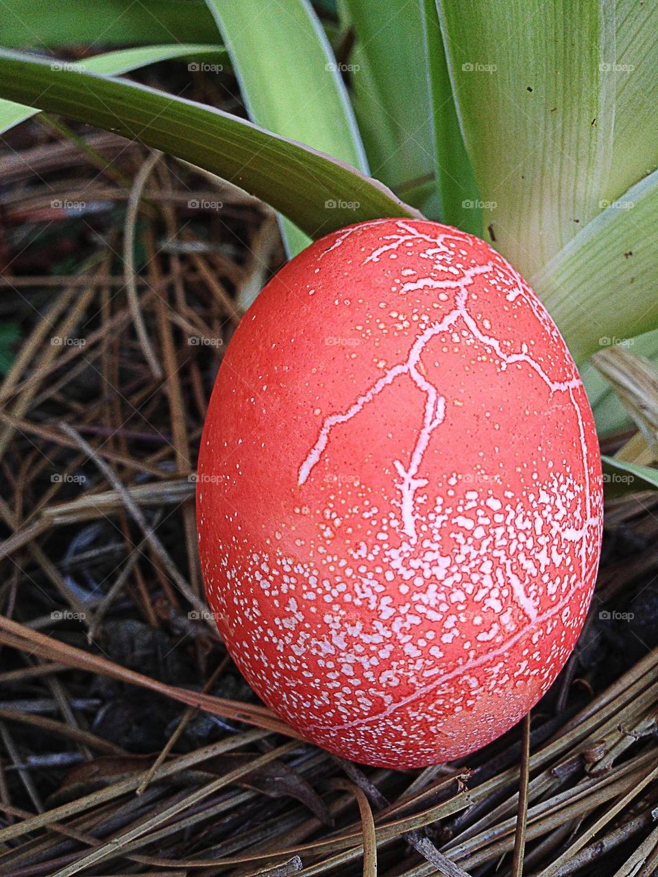 Colorful dyed egg.