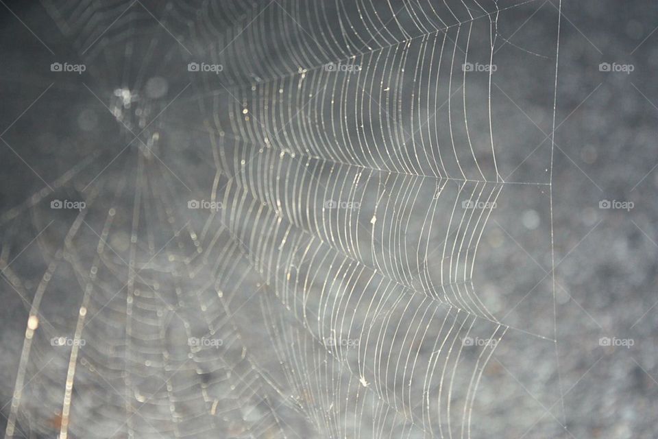 Spiderweb