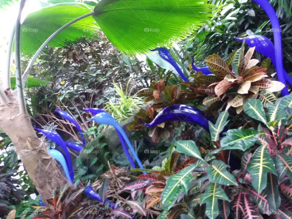 Blue Glass plants