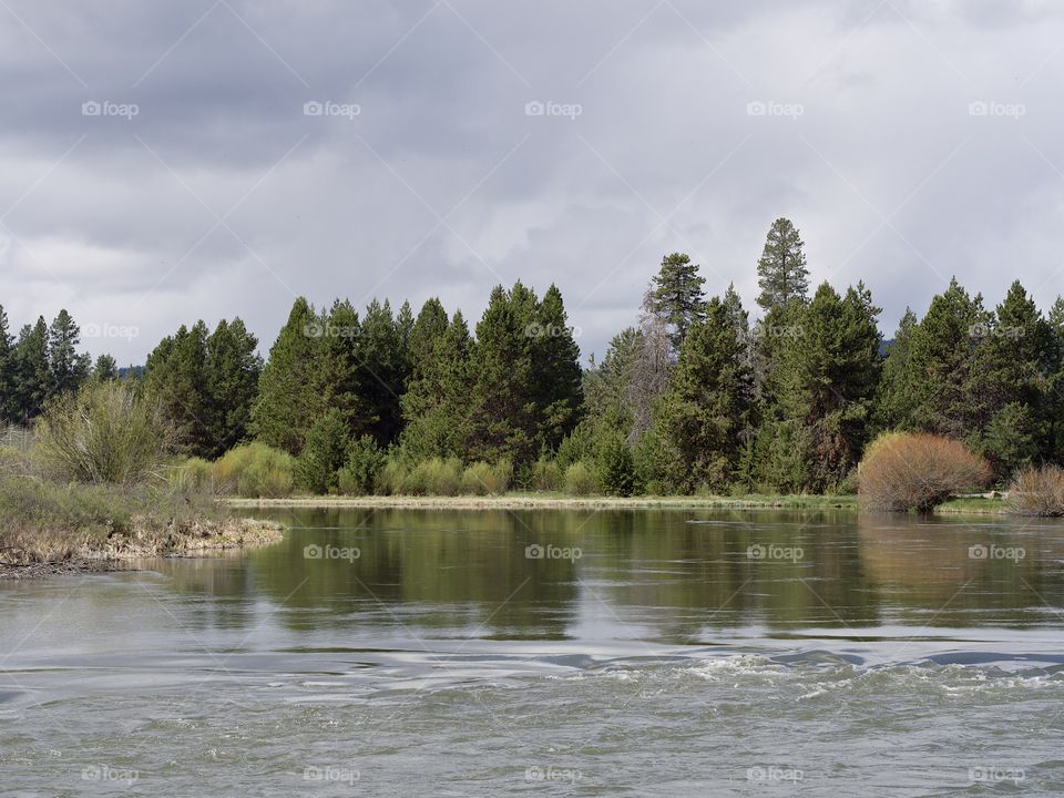 The beautiful spring waters of the Deschutes River in Central Oregon flows along its ponderosa pine tree covered banks near Lava Island. 