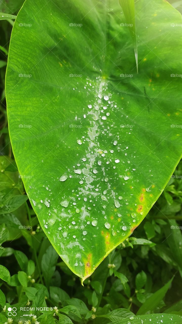 Colocasia leaves sprinkled with rain water in a monsoon season. A common scene in Kerala during the months of June, July, August, and September.