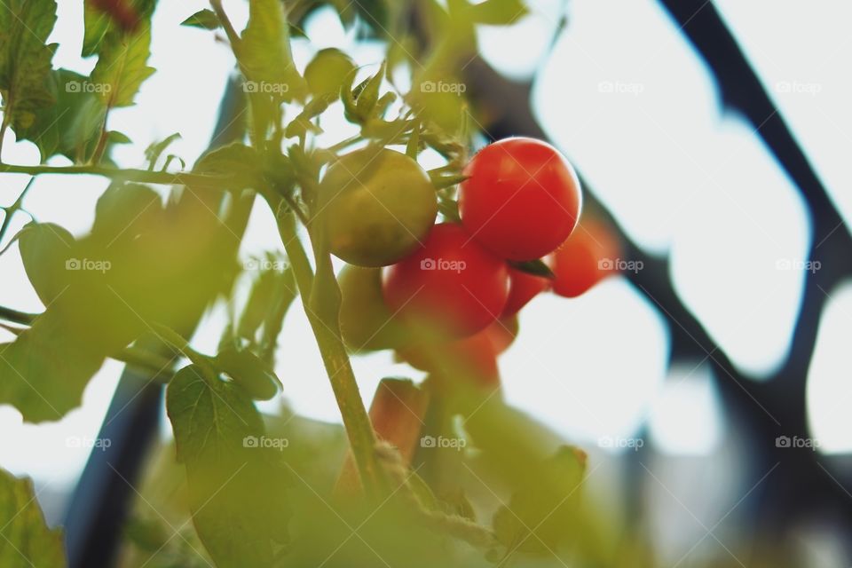 Homegrown urban tomatoes