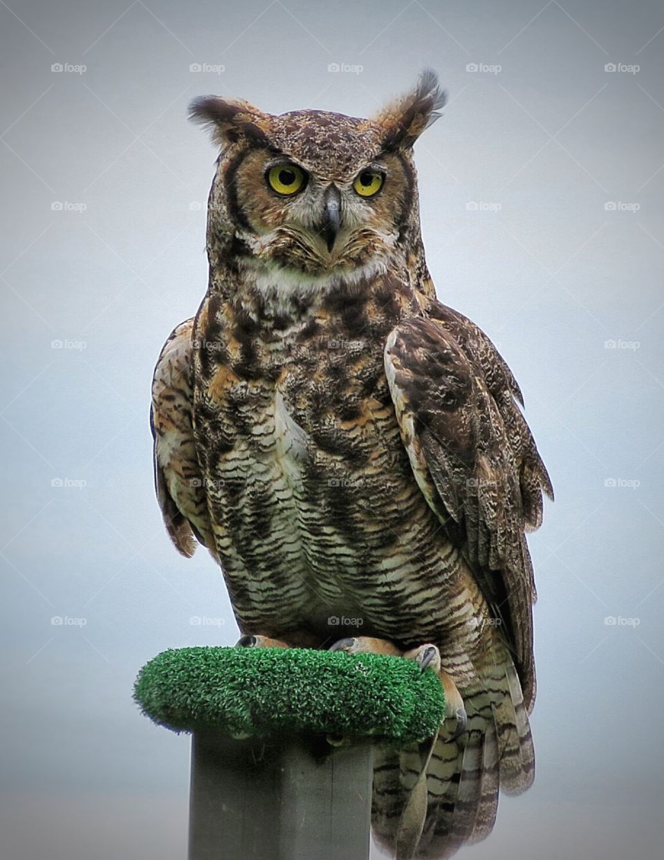 Owl Chouette à voir 