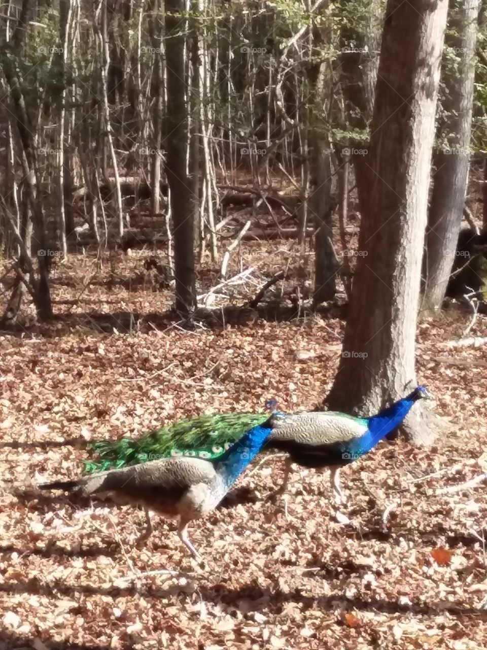 peacocks on the run