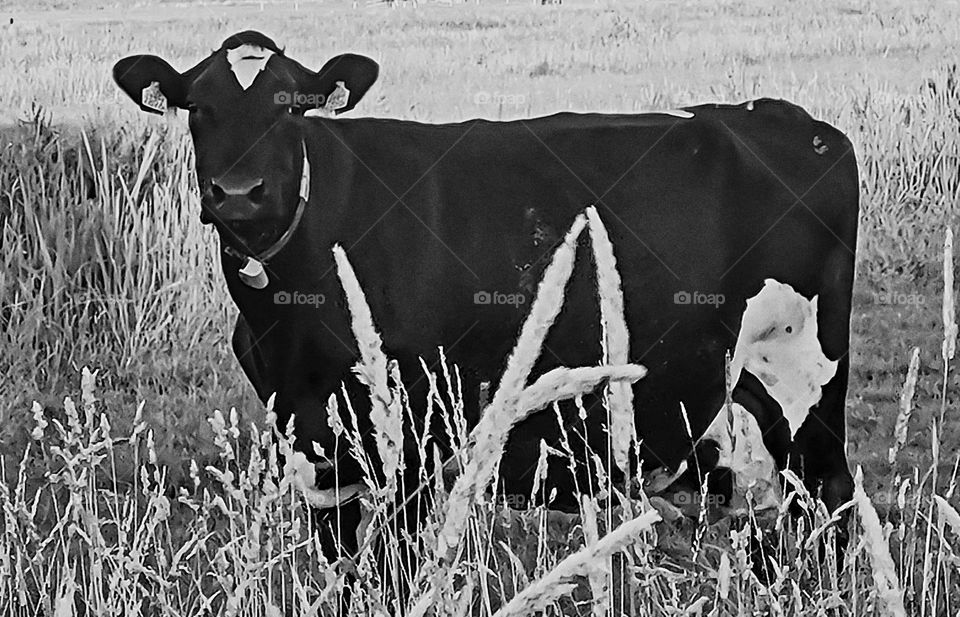 Cow and the plants