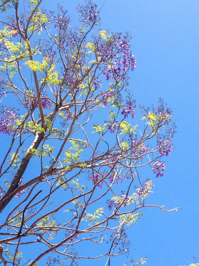 Young jacaranda tree bloom, looking skywards