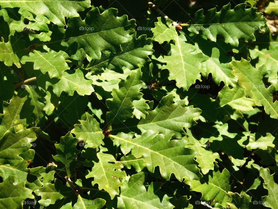 leaves