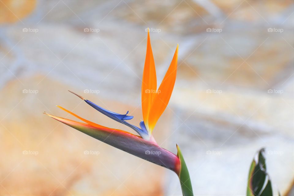 Birds of paradise flower