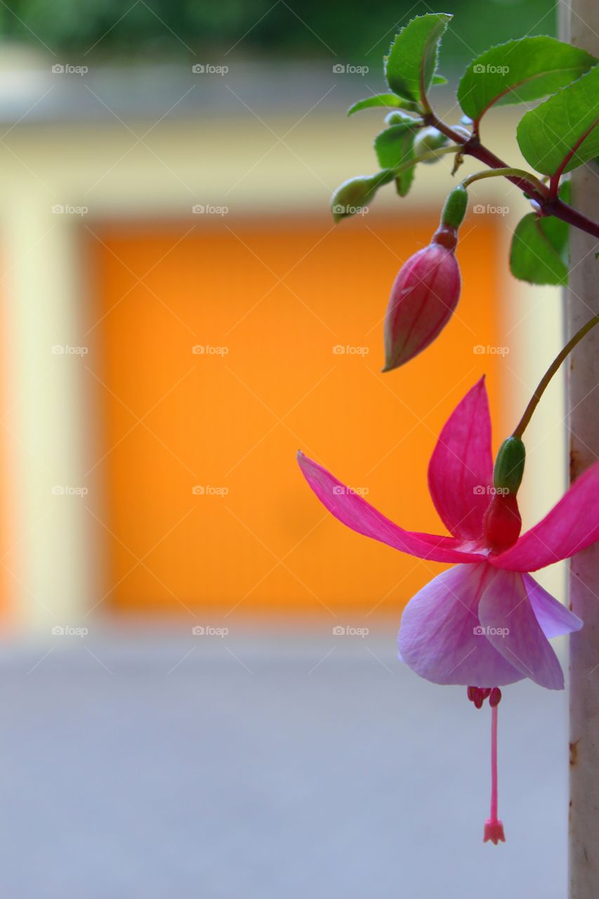 Close-up of flowers