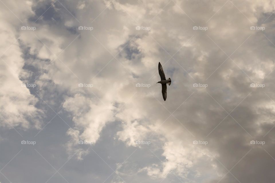 Flying bird against sky 