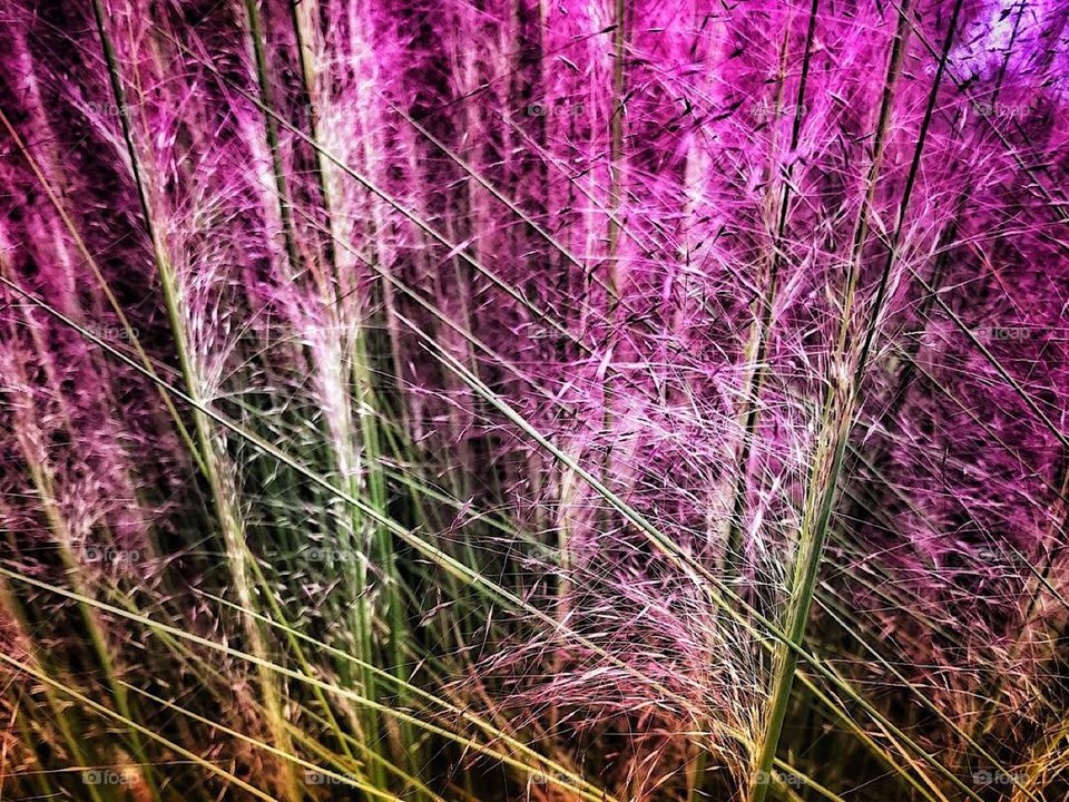 Muhly grass in bloom