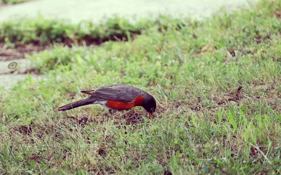 Robin bird looking for a juicy worm