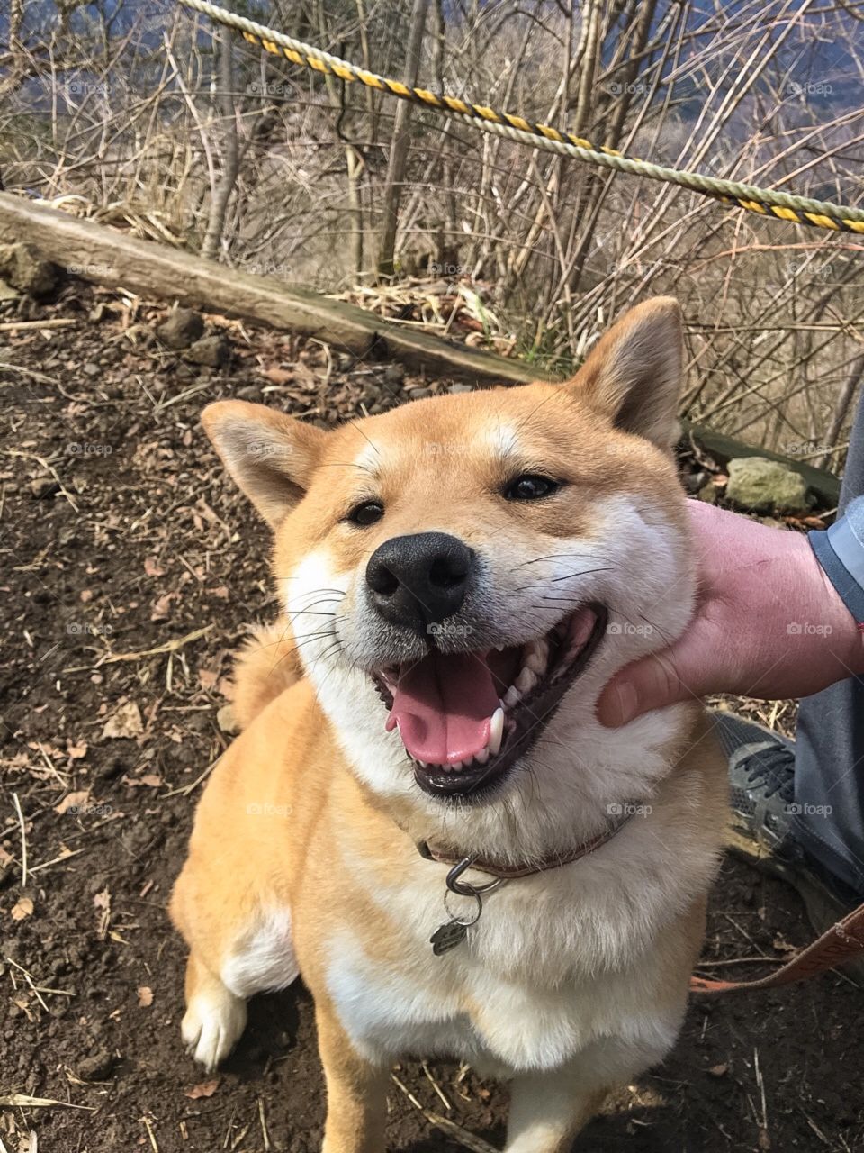 smiling dog