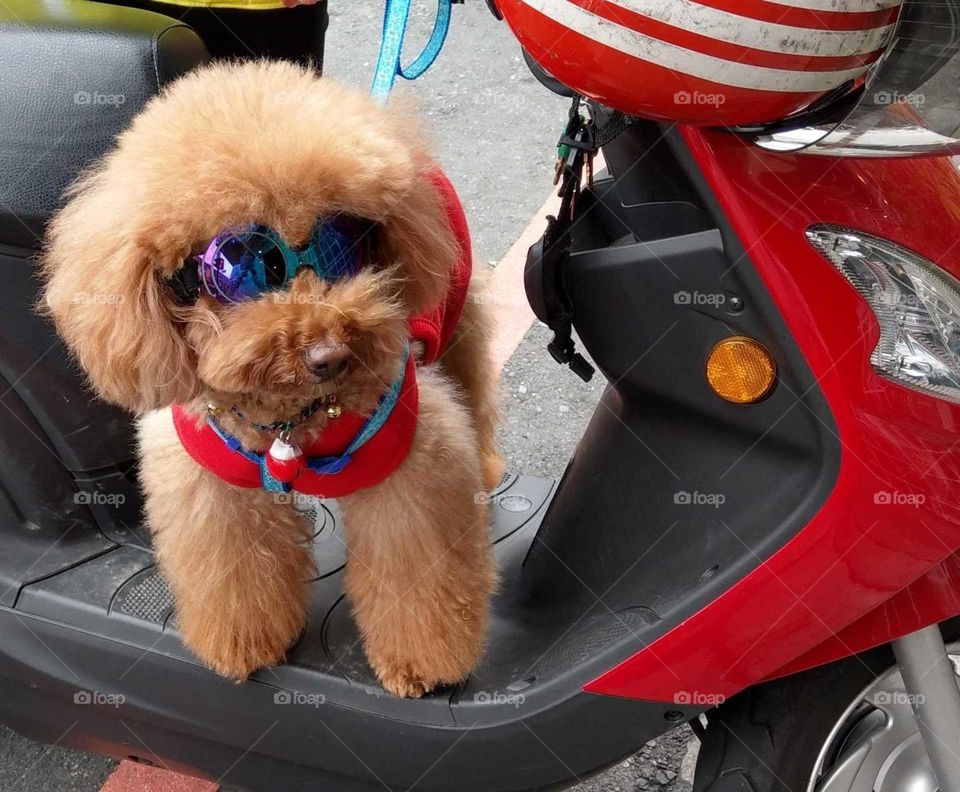 "I am waiting for my mama, she goes to buy something, I am anxiously." a cute dog is fashionable.