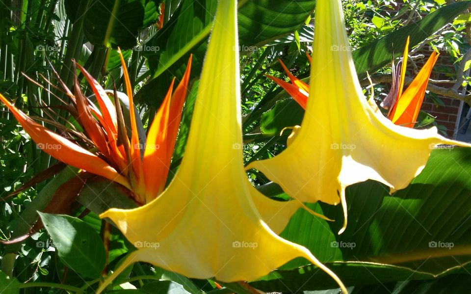 Trumpets of Angels on Birds of Paradise